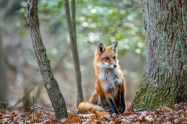 4. Выберите лису: