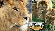 Lider Olmasını İstemedikleri İçin Safari Park'taki Erkek Aslanı Öldüren Dişi Aslanlar!