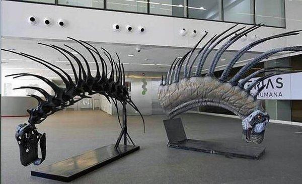 Paleontologlar dinozorun omurgasını incelediğinde hayvanın boynu boyunca uzanan ve mohavkı andıran yapılar olduğunu ileri sürdü.