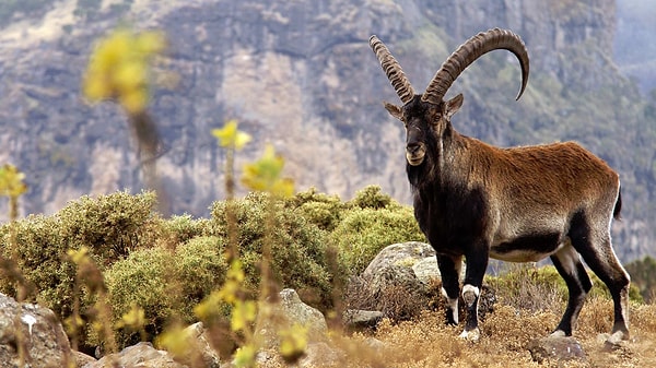 7. Как называют совокупность животных, обитающих в том или ином регионе?