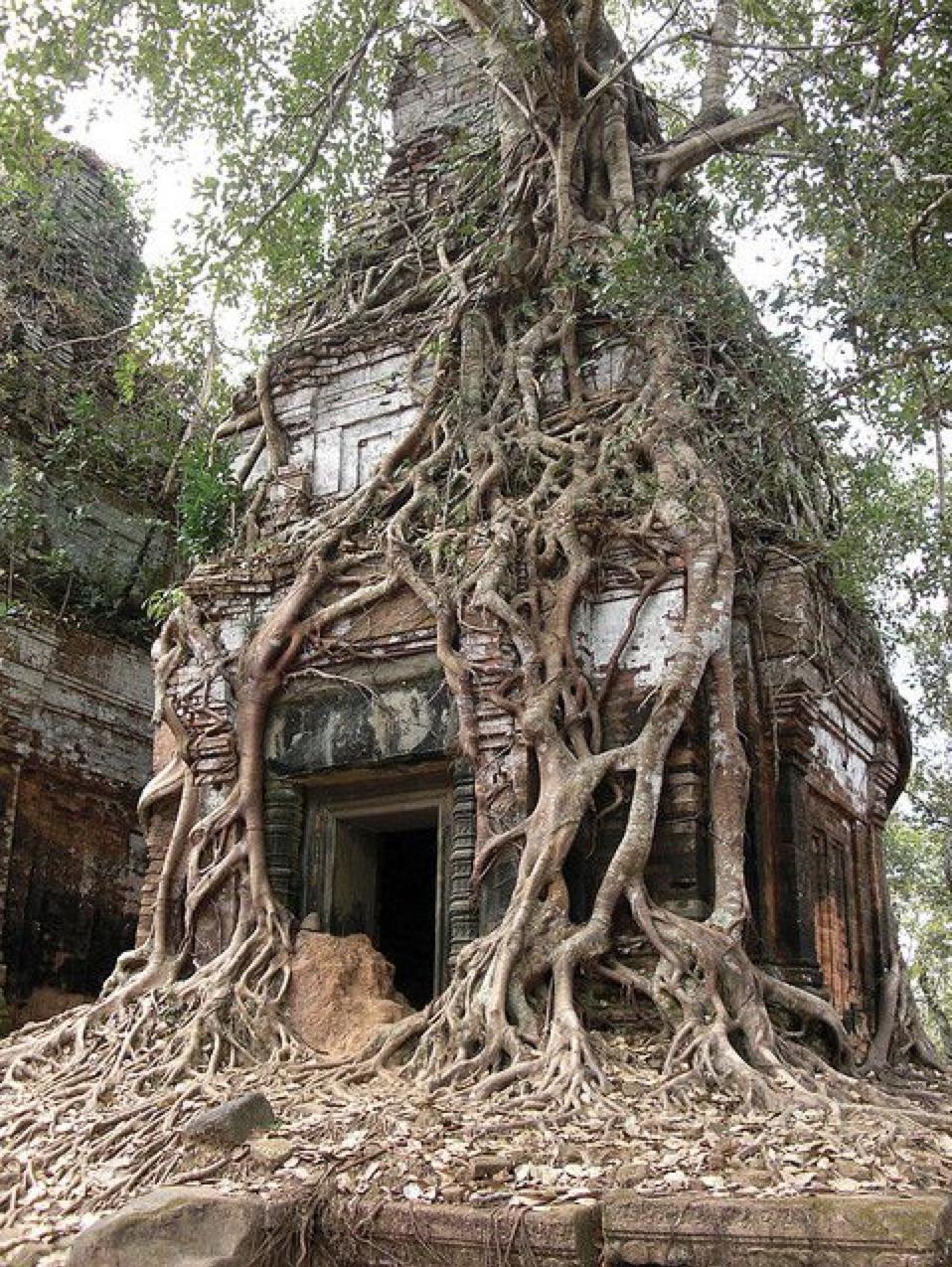 Люди живущие на деревьях. Храм Прасат прам Камбоджа. Сандаловое дерево Камбоджа. Домик в корнях дерева. Дом из живых деревьев.