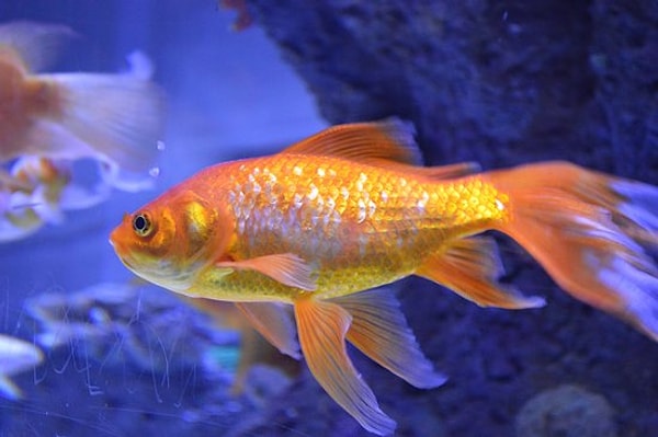 3. Память золотой рыбки длится всего три секунды