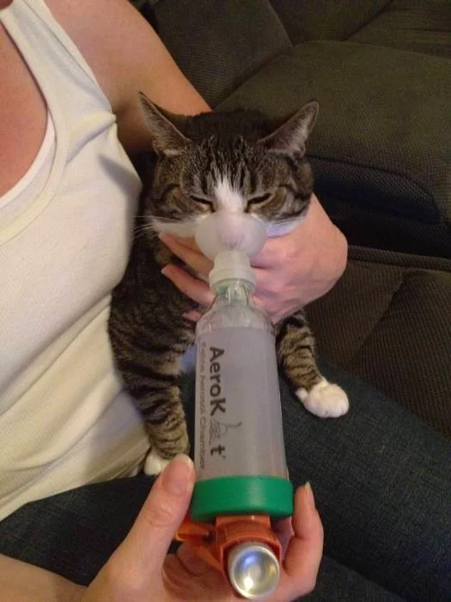 ингалятор для кошек астматиков
