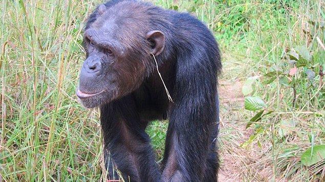 8. Kulağına nedensizce bir parça çim taktığı görülen bir şempanzenin gözlemlenmesinin ardından, grubundaki diğer şempanzeler de onu taklit etmeye başlamış.