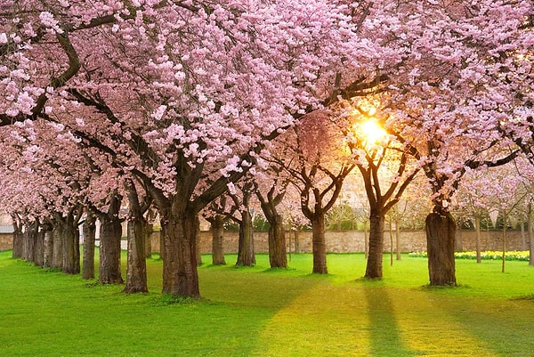 12. Что забыли рассеянные хозяева в пьесе «Вишневый сад» в своем доме?