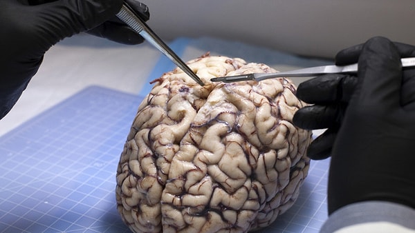 11. Каков объём мозга современных людей?