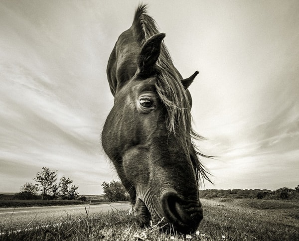 47. Пища в дикой природе