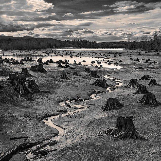 Washington, Nisqually Nehri Barajı'ndaki yapay Alder gölündeki su seviyesinden mahrum kalan kökler.