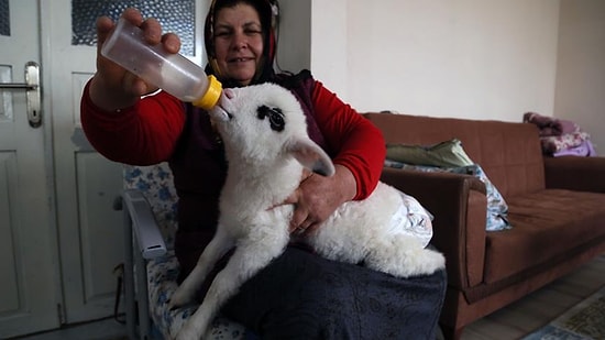 Bebek Beziyle Bezledikleri Kuzuya Evde Bakan Güzel İnsanlar!