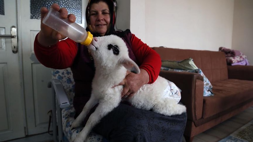 Bebek Beziyle Bezledikleri Kuzuya Evde Bakan Güzel İnsanlar!