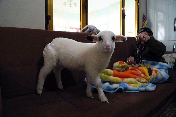 Tatlı Elma Mahallesi'nde yaşayan Eroğlu ailesinin koyunlarından birinin dördüz doğurması ve kuzulardan birinin yeterli beslenememesi üzerine aile yavruyu evlerine aldı.
