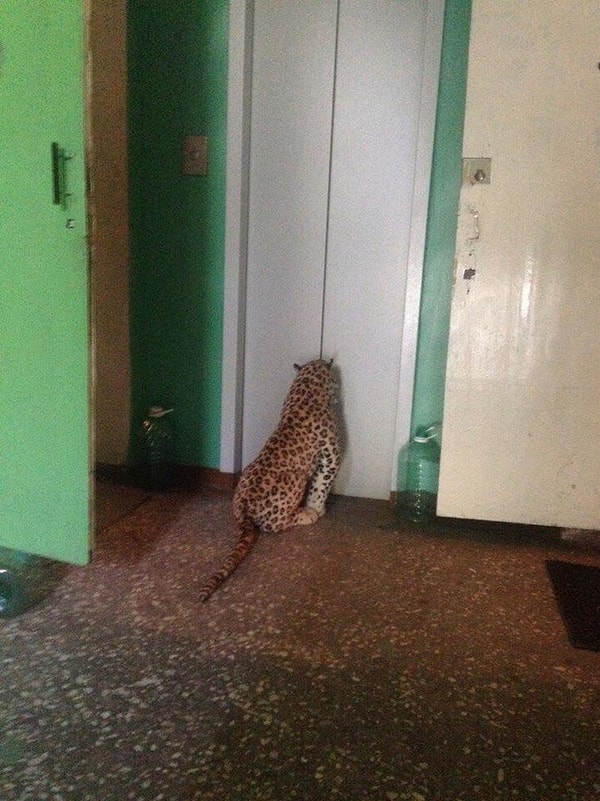 19. Ничего особенного. Парень ждет лифт, чтобы поехать домой