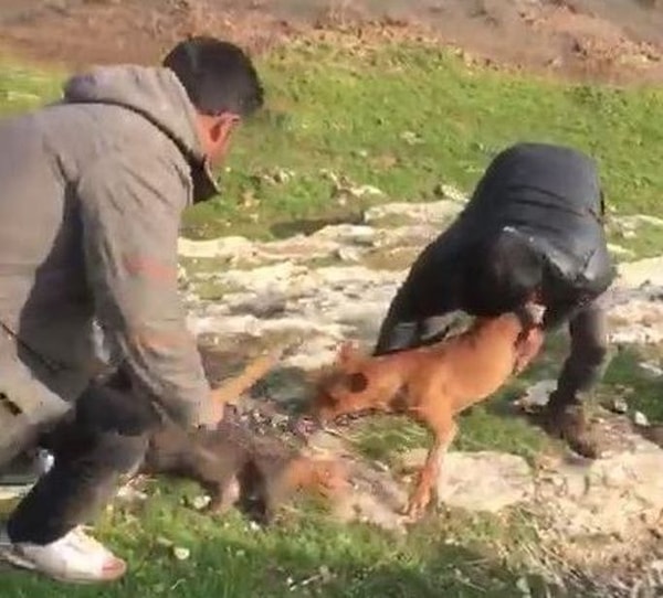 Kayalık alandaki oklu kirpinin yuvasına köpeği sokan şüpheliler, ellerinde sopalarla yuvanın girişinde beklemeye başladı.