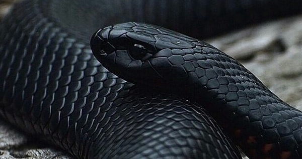 10. И последний вопрос: вы гуляете в лесу, и вдруг понимаете, что вашу ногу обвила змея. Что сделаете?