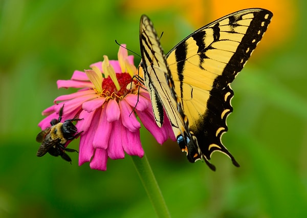 1. Кто из них автор цитаты «Порхай, как бабочка. Жаль как пчела»?