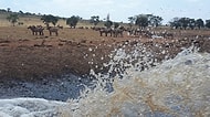 Kuraklık Mağduru Yabani Hayvanlara Her Gün Binlerce Litre Su Taşıyarak ''İnsanlık Ölmemiş'' Dedirten Çiftçi