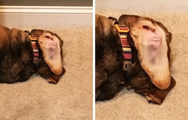 3. «Внутренняя сторона уха моей собаки выглядит как морда бабуина»