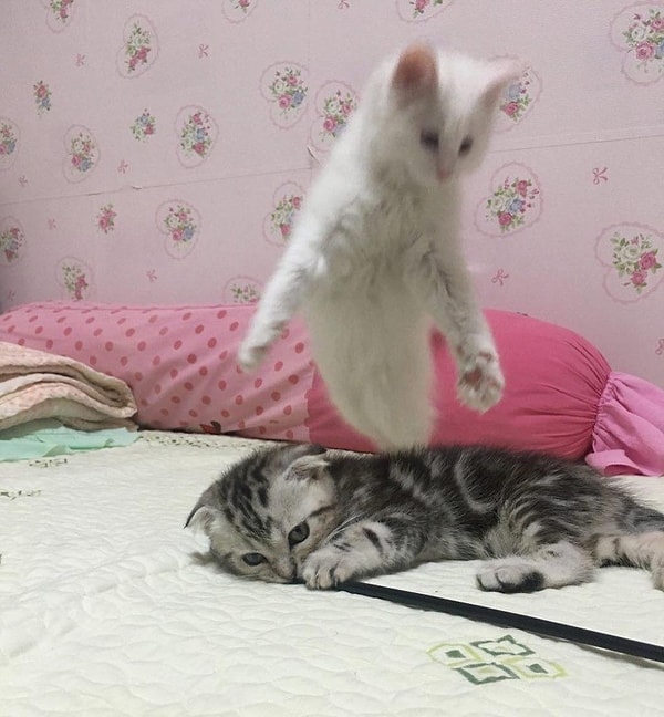 2. Печальный снимок: душа покидает тело кота