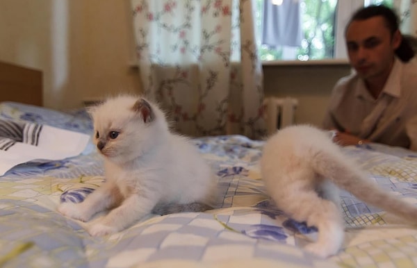 10. Пока поймешь, что на самом деле тут два котенка, можно сойти с ума