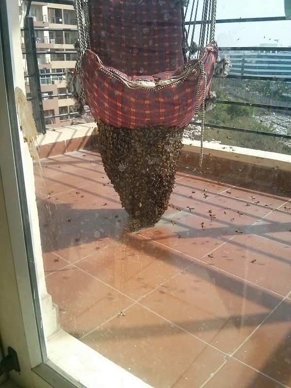 7. Гамак, полный ос. Наверное, никто бы не хотел полежать в таком 🤔