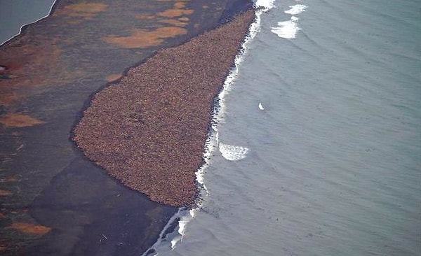 13. На этом пляже вы можете увидеть 35 000 моржей!