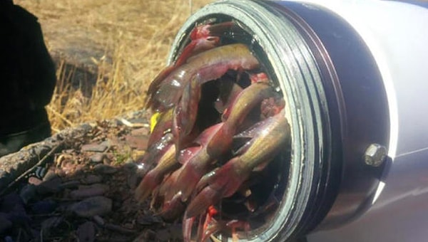 17. И как только в пожарный гидрант могла попасть рыба?