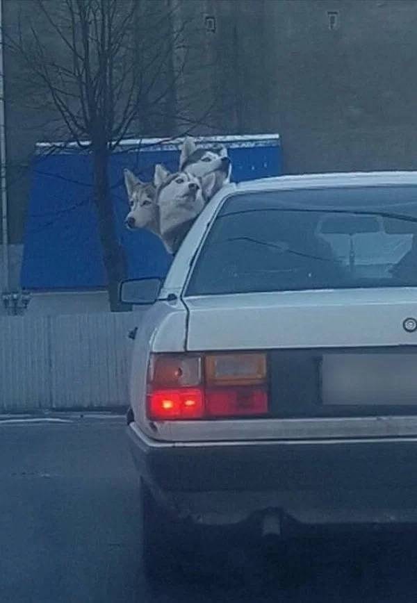 44. Хагрид везет Пушка на выставку