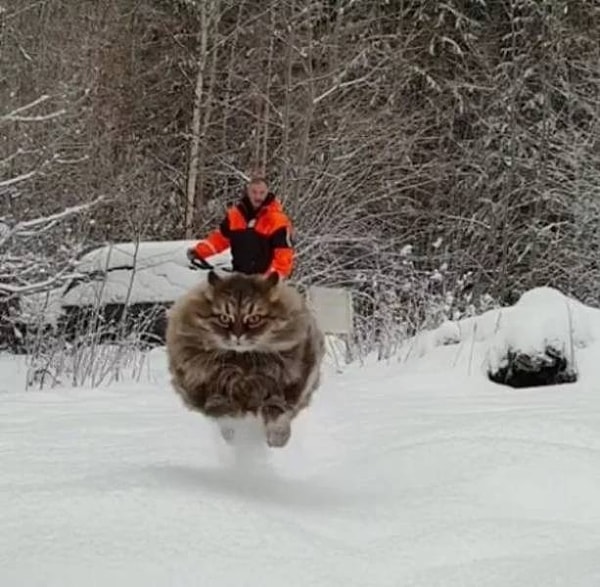 51. Ускакал в закат на сибирском коте