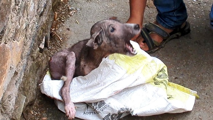 Ölmek Üzereyken Bulunan Köpek Yavrusunun İyi İnsanların Elinde Yaşadığı Değişime İnanamayacaksınız!