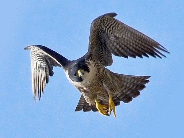 6. Что является отличительно чертой сокола сапсана?