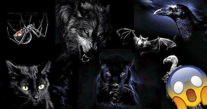 Тест: Выберите понравившееся животное, а мы раскроем кое-какие аспекты вашей личности