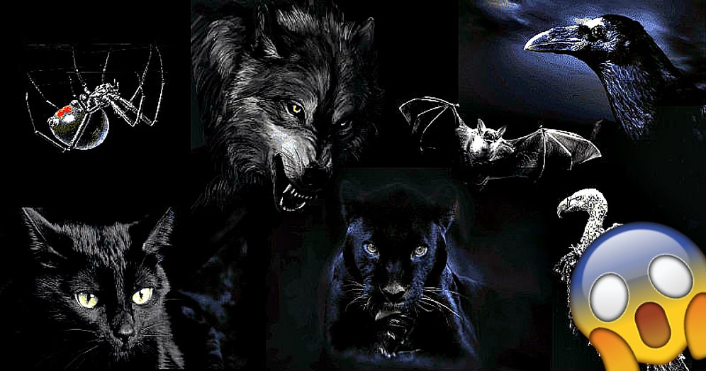 Тест: Выберите понравившееся животное, а мы раскроем кое-какие аспекты вашей личности