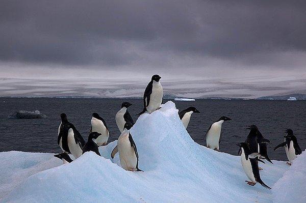 21. Dünyanın temiz su kaynaklarının %90'ı Antarktika'da bulunuyor.