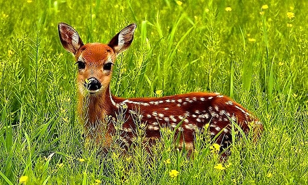 Глаза у вас, конечно, красивые, но зрение оставляет желать лучшего...