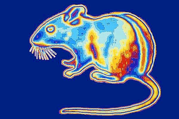 Xue ve meslektaşları, ışığın bu şekilde farklı algılanmasının sebeplerini araştırmak için fareler üzerinde birtakım testler yaptılar.