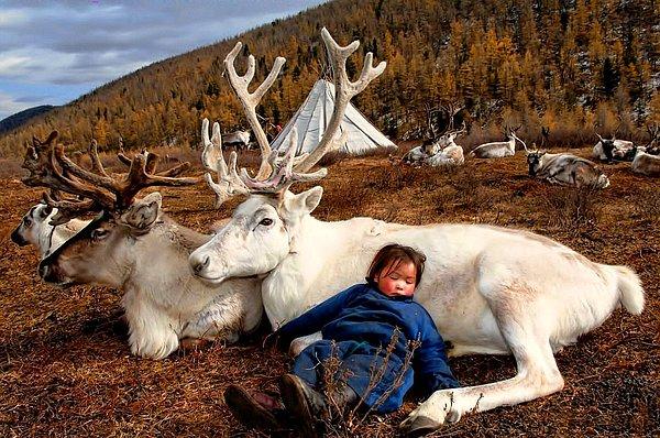 14. Moğolistan'da geyiğin üzerinde uyuyan bir çocuk.