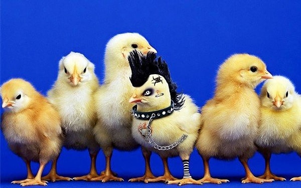 5. В семье не без ...