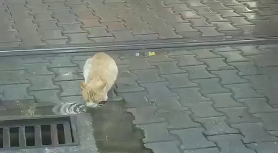 Rayın Üstünde Su İçen Kedi İçin Tramvayı Durduran Güzel İnsan!