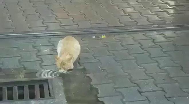 Rayın Üstünde Su İçen Kedi İçin Tramvayı Durduran Güzel İnsan!