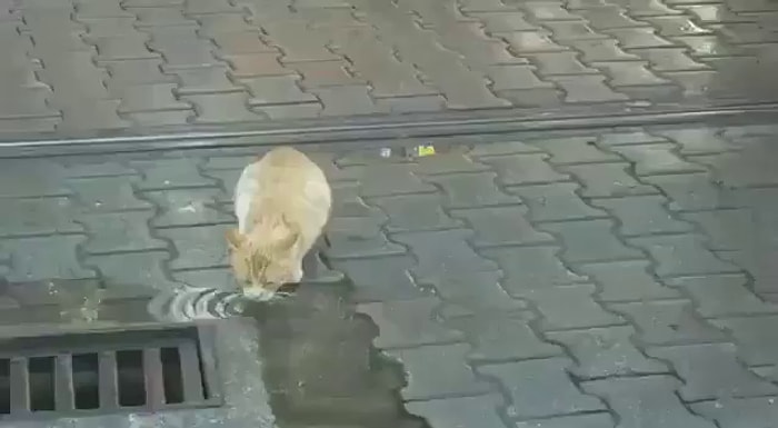 Rayın Üstünde Su İçen Kedi İçin Tramvayı Durduran Güzel İnsan!