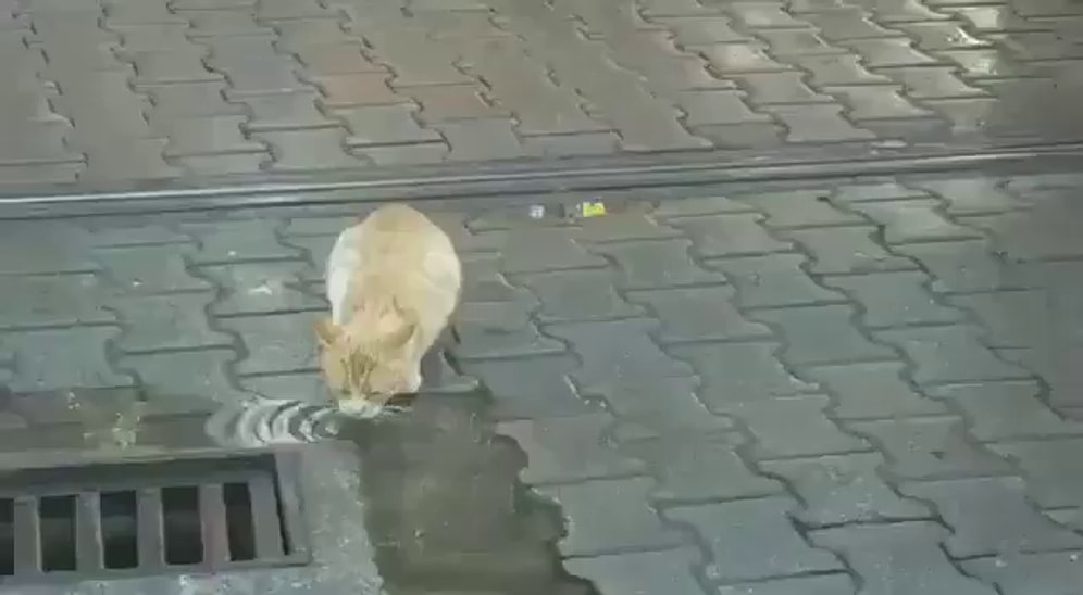 Rayın Üstünde Su İçen Kedi İçin Tramvayı Durduran Güzel İnsan!