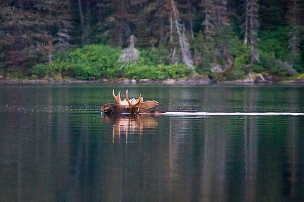 3. Лоси - отличные пловцы. Навыками плавания они владеют с рождения, а их скорость при этом может достигать до 10 км/ч