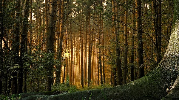 7. На земле деревьев гораздо больше, чем звезд в галактике