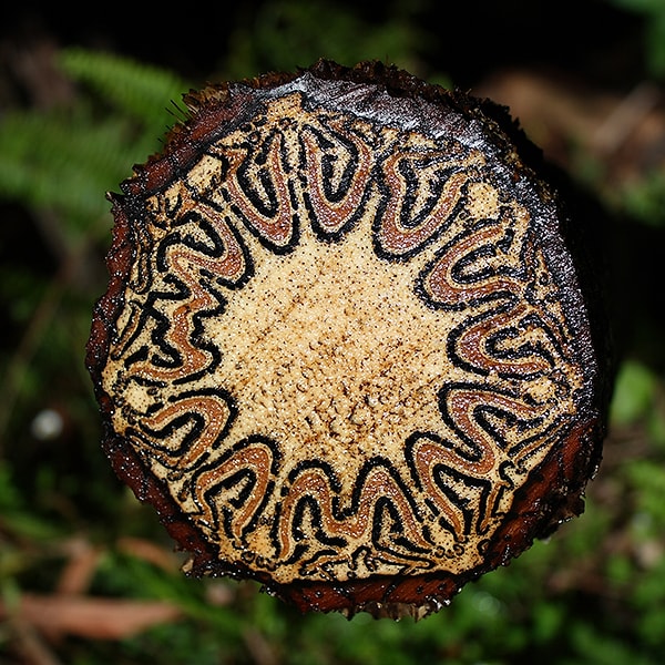 12. Древовидный папоротник