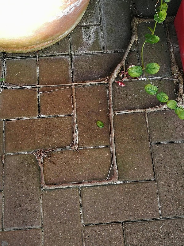 11. Корень растения идет по линиям между плитками
