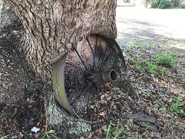 17. Колесо от телеги стояло у дерева. Спустя годы они стали, в буквальном смысле, "не разлей вода"