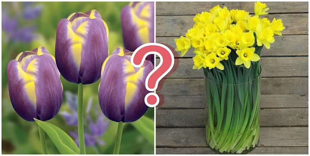 Тест: Сможете ли вы угадать родины всех этих цветов?