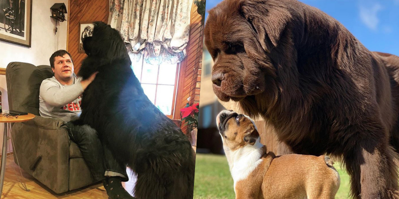 12 GIANT Dogs For People Who Will Never Get Enough Of Dogs! - onedio.co