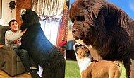 12 GIANT Dogs For People Who Will Never Get Enough Of Dogs!