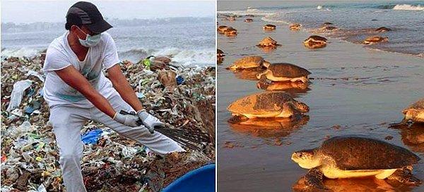 13. Gönüllülerin Hindistan'daki Versova Sahili'ni temizlemesi tam 96 hafta sürmüştü. Sonunda binlerce deniz kaplumbağası, onlarca yılın ardından tekrar yumurta bırakmak için döndüler.